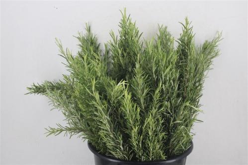 Rosmarinus officinalis