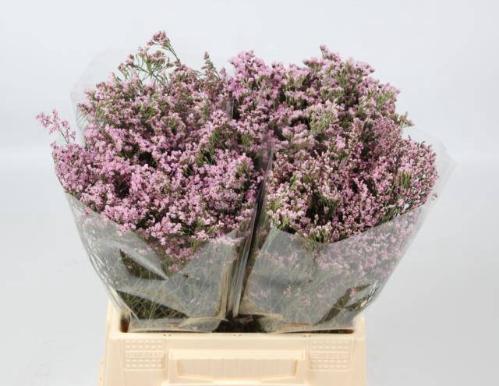 Limonium Safora Oshi Pink