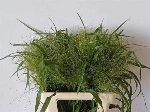 Panicum 'Fountain'