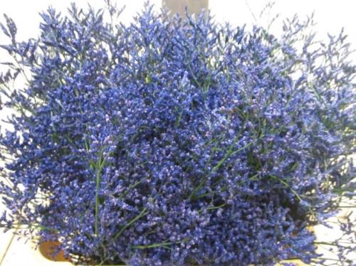 Limonium overig kleurbehandeld H%