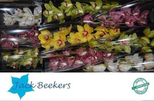 Cymbidium grootbloemig per tak gemengd