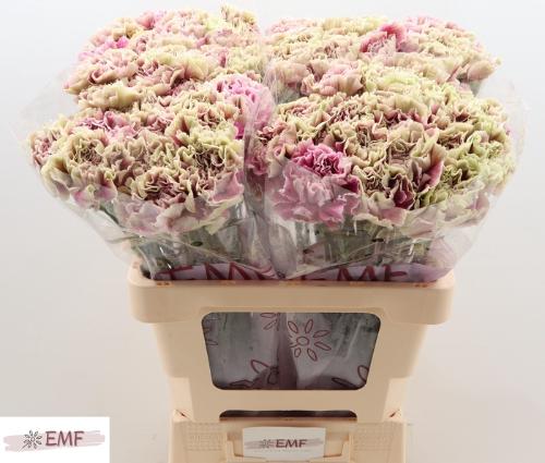 Dianthus standaard 'Antigua'