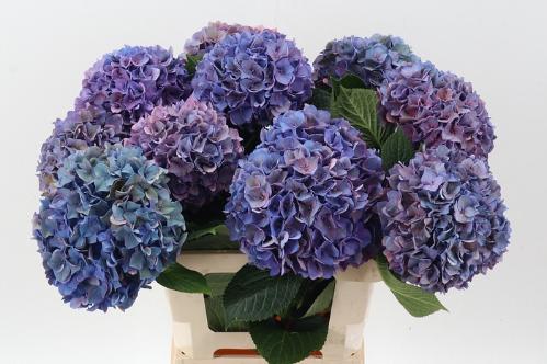 Hydrangea macrophylla 'Rodeo' (classic)