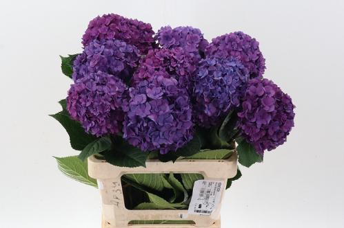 Hydrangea macrophylla Royal Anastasia (blauw)
