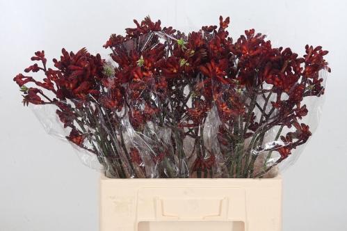 Anigozanthos 'Early Spring'