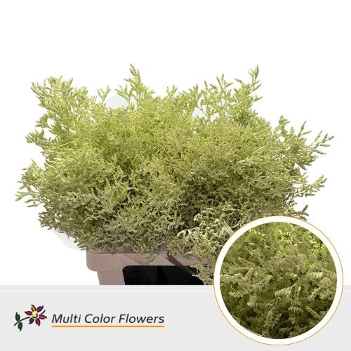 Limonium overig kleurbehandeld H%