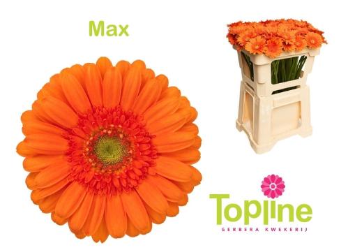 Gerbera mini Max