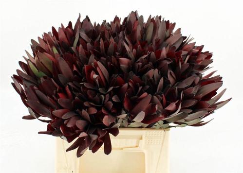 Leucadendron 'Safari Sunset'