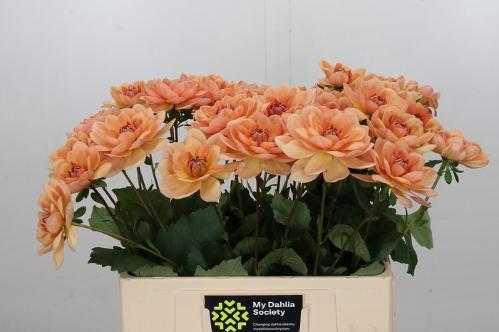 Dahlia 'Yvonne Geerlings'
