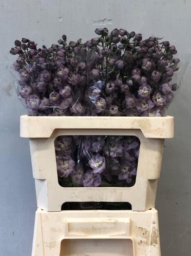 Delphinium dubbelbloemig (Elatum Grp) 'Dewi Flamingo'