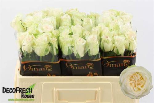 Rosa grootbloemig White O'Hara