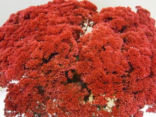 Sedum spectabile kleurbehandeld H%