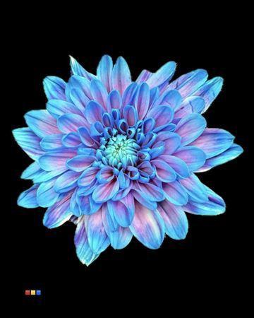 Chrysanthemum Indicum Grp tros kas kleurbehandeld H%