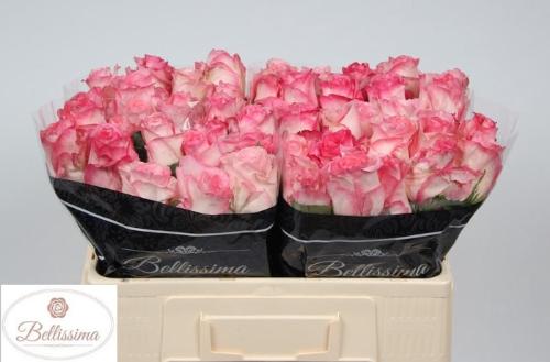 Rosa grootbloemig Boulevard