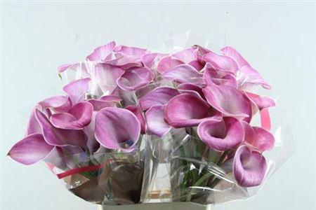 Zantedeschia 'Denver'