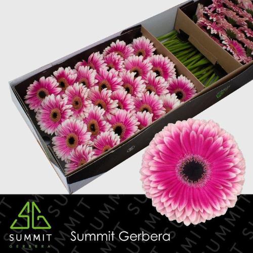 Gerbera grootbloemig 'Prelude'