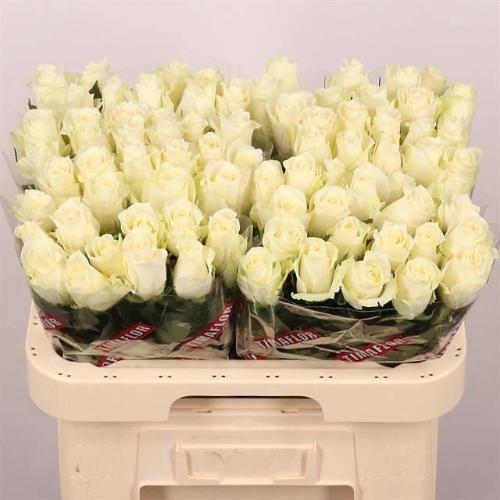 Rosa grootbloemig Albatros