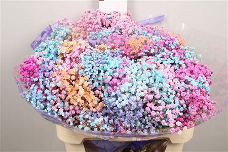 Gypsophila overig kleurbehandeld H%