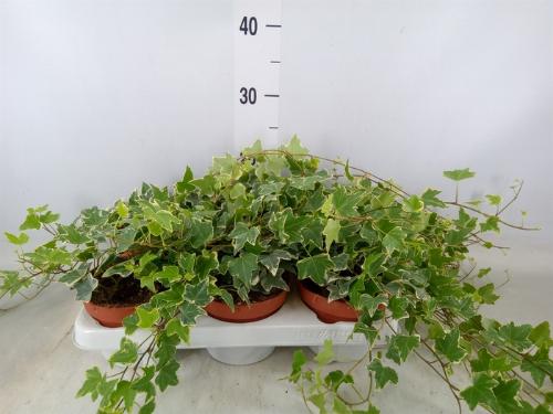 Hedera helix 'Eva'