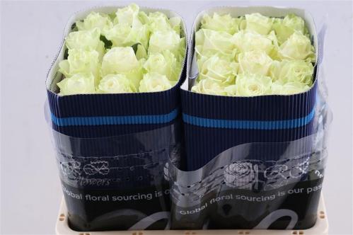 Rosa grootbloemig Mondial