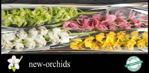Cymbidium grootbloemig per tak gemengd