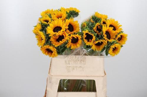 Helianthus annuus 'Orange Fire'