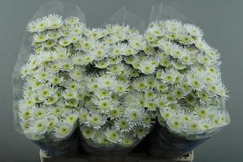 Chrysanthemum (Indicum Grp) tros santini Maradona