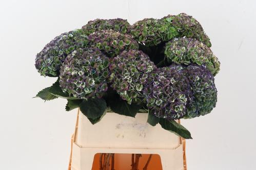 Hydrangea macrophylla Magical Revolution (classic)