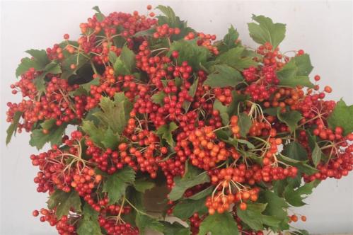 Viburnum per tak opulus 'Compactum'