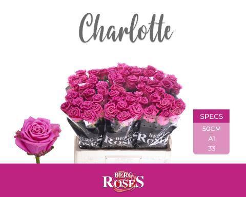 Rosa grootbloemig Tantau’s Charlotte