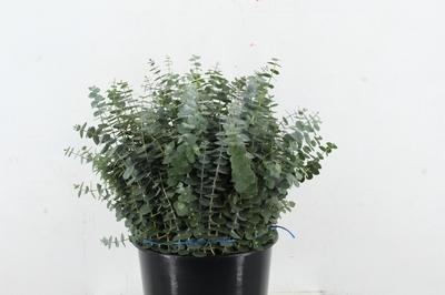 Eucalyptus per bos 'Baby Blue'