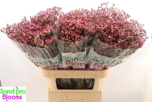 Limonium sinense Tiffany Diamond