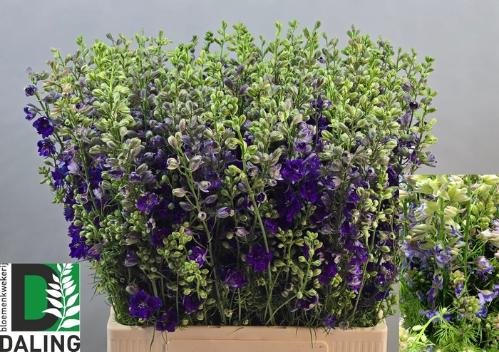 Consolida regalis 'Qis Dark Blue'