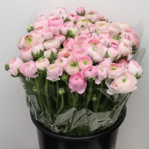 Ranunculus asiaticus 'Aazur Light Pink'