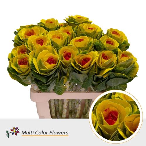 Brassica oleracea kleurbehandeld H%