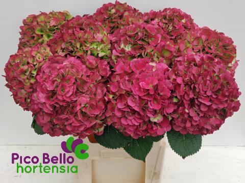Hydrangea macrophylla My Beautiful Vienna (classic)