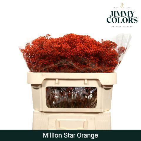 Gypsophila overig kleurbehandeld H%