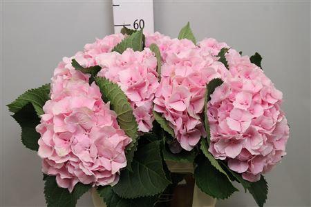 Hydrangea macrophylla 'Verena'