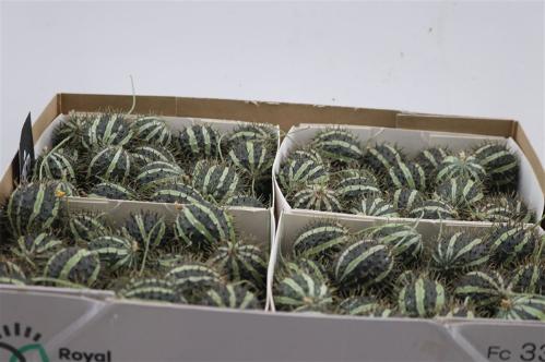 Cucumis hirsutus