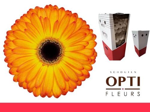 Gerbera grootbloemig 'Catwalk'