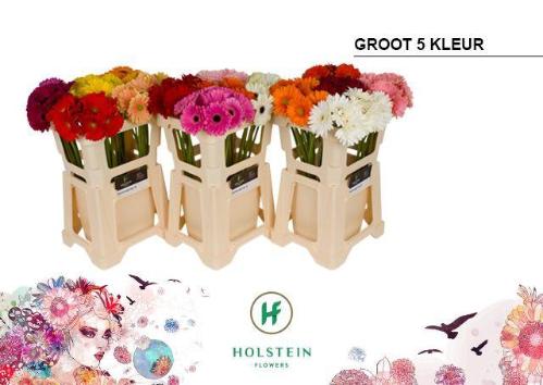 Gerbera grootbloemig gemengd