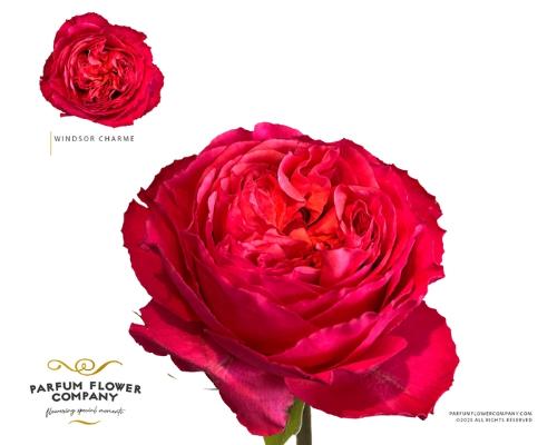 Rosa grootbloemig Windsor Charme+