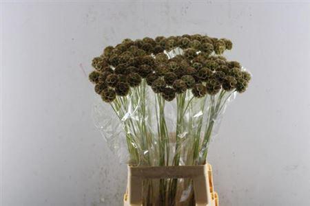 Scabiosa stellata ( zaaddoos)
