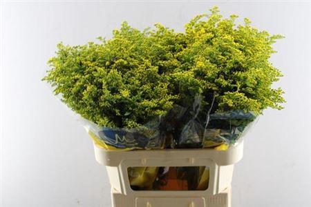 Solidago Carzan Glory