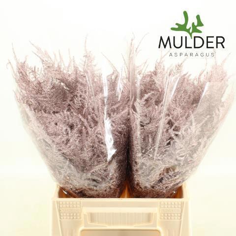 Asparagus overig kleurbehandeld H%