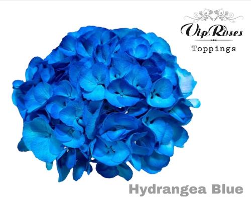 Hydrangea overig kleurbehandeld H%