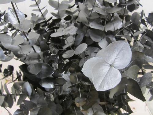 Eucalyptus cinerea kleurbehandeld per bos H%