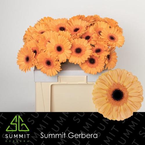 Gerbera grootbloemig 'Jetset'