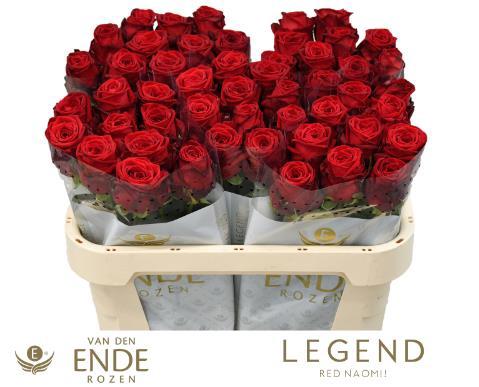 Rosa grootbloemig Red Naomi!