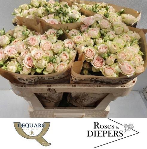 Rosa tros Sweet Giselle!